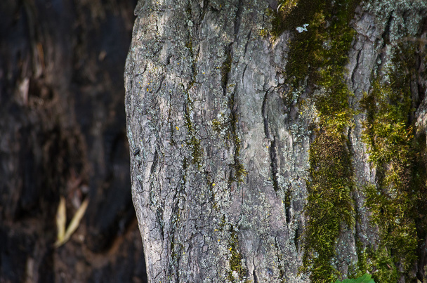 Background tree bark - Photo, Image