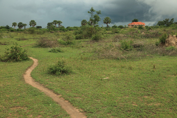Σορότι υγρότοποι βάλτους - Ουγκάντα - το μαργαριτάρι της Αφρικής - Φωτογραφία, εικόνα