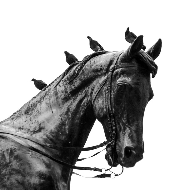 kyyhkyset istuu pään pronssi patsas hevonen. mustavalkoinen kuva
 - Valokuva, kuva