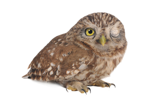 owl - Φωτογραφία, εικόνα