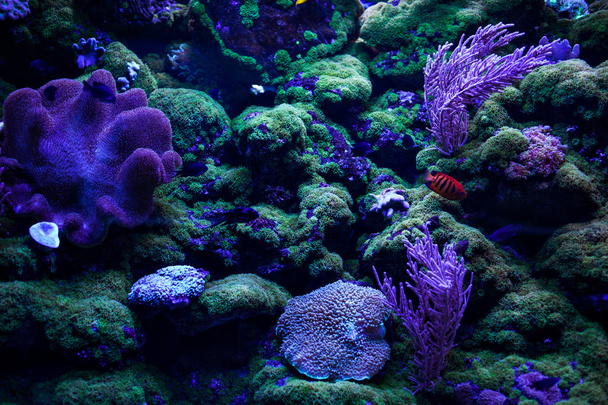 Colourful coral reefs and on the bottom. - Photo, Image