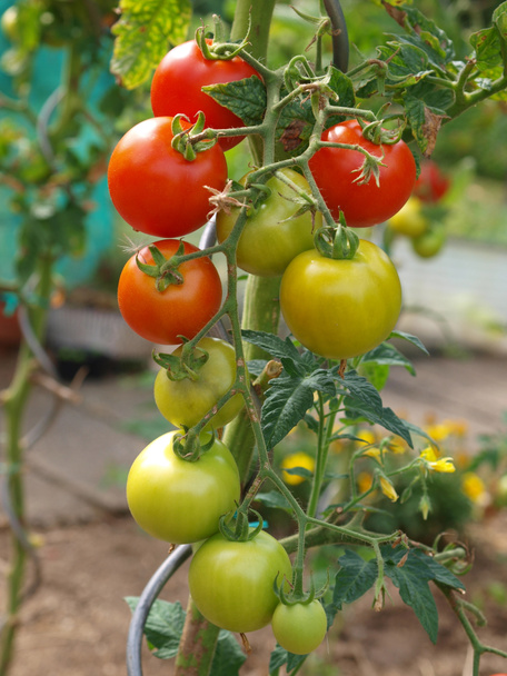 Planta de tomate 4
 - Foto, Imagen