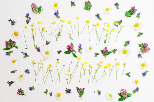 Quadro de camomila trevo ranúnculo e flores de campo em branco
 - Foto, Imagem