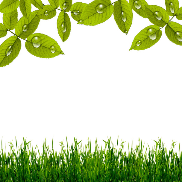 krásné zelené listy s kapkami vody s trávou - Fotografie, Obrázek