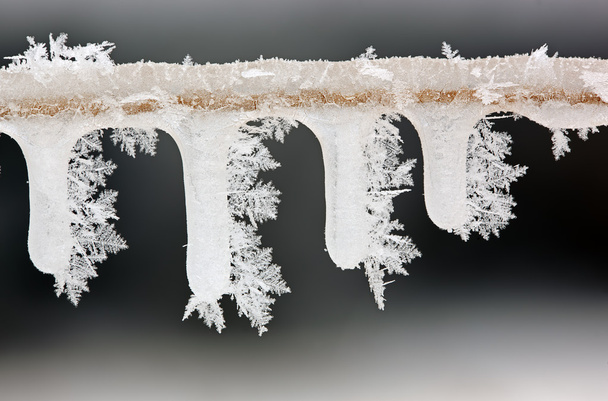 Icicles on Twig with Hoarfrost - Photo, Image