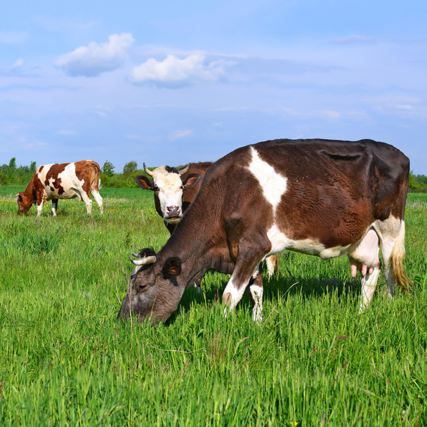 Las vacas en un pasto de verano en un paisaje rural de verano
. - Foto, Imagen