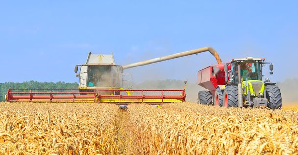 La cosecha de granos se combina en un paisaje rural
 - Foto, imagen