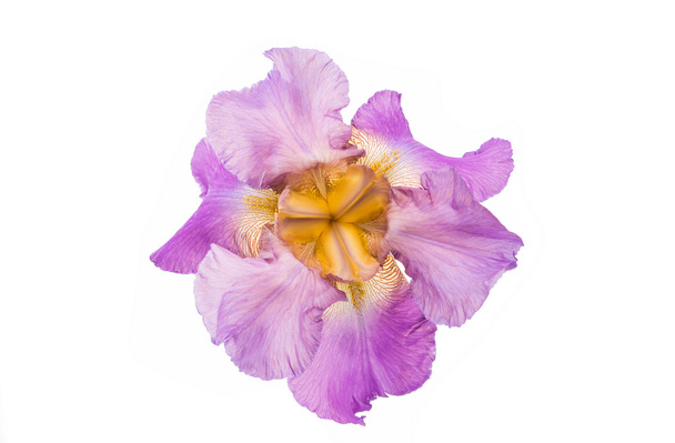 Ίρις λουλούδι άνοιξη - Φωτογραφία, εικόνα