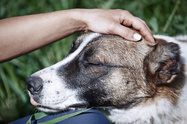 Human pampering dog head outdoors - Foto, afbeelding