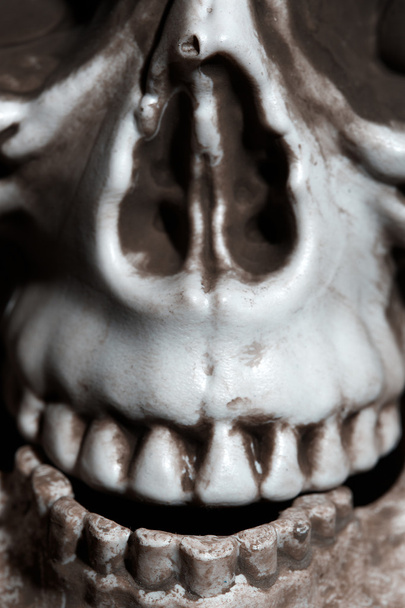 Foto de close-up do crânio humano
 - Foto, Imagem