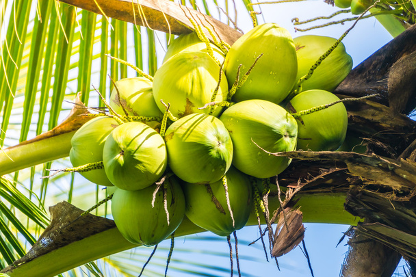 Кокосові плоди на пальмовому дереві
 - Фото, зображення