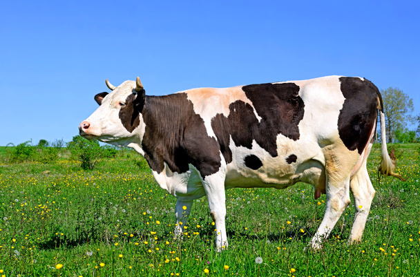 Корова на летнем пастбище - Фото, изображение