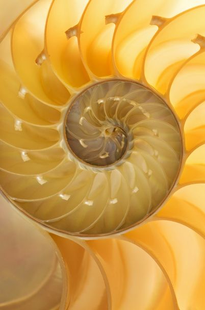 オウムガイの殻 - 写真・画像