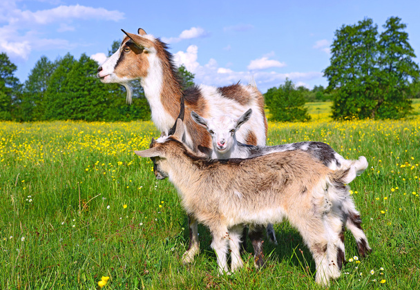 Goat with kids on summer pasture - Photo, Image
