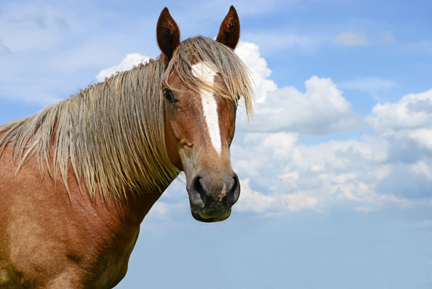ένα άλογο σε ένα λιβάδι το καλοκαίρι σε ένα αγροτικό τοπίο - Φωτογραφία, εικόνα