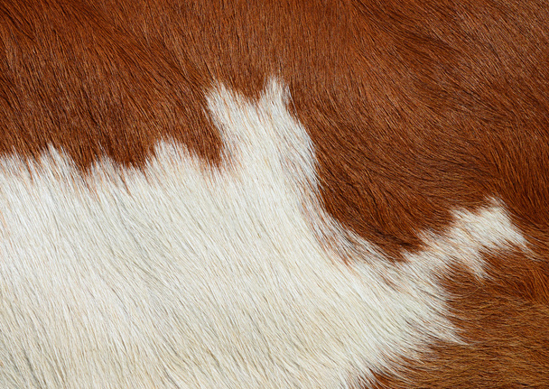 牛の皮膚のフラグメントを背景の写真をクローズ アップ - 写真・画像