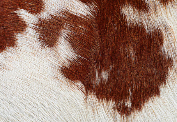 egy töredéke a bőr egy tehén közelről egy háttér fénykép - Fotó, kép