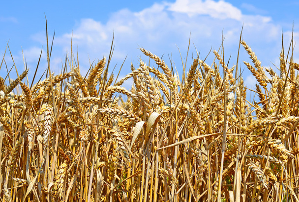 Campo de grano en el paisaje rural
 - Foto, imagen