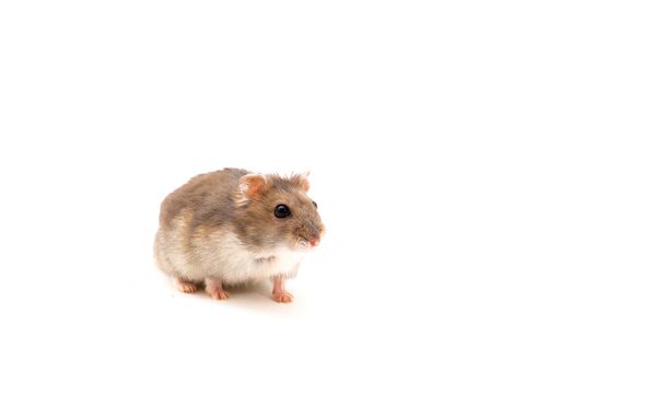 Nuori hamsteri eristetty valkoinen
 - Valokuva, kuva