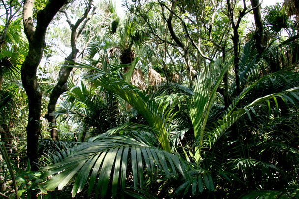 ジャングルの葉 - 渡嘉敷島、沖縄、日本 - 写真・画像