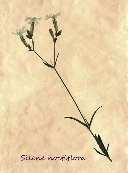 Herbarium van nightflowering silene - Foto, afbeelding
