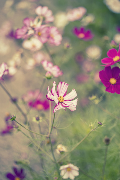 Bela imagem do prado de flores silvestres no verão com vintage
 - Foto, Imagem
