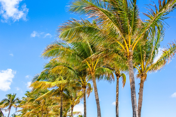 Miami coconut palms - Photo, Image