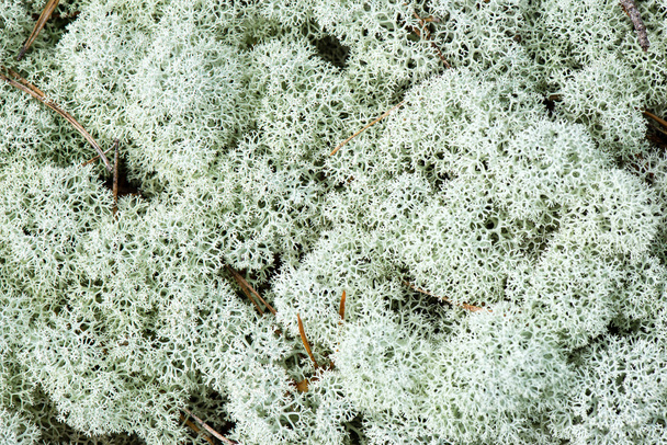 musgo blanco sobre fondo verde
  - Foto, Imagen