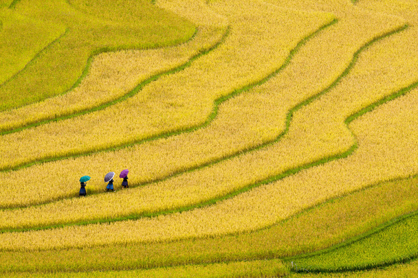 campos de arroz adosados en Vietnam - Foto, imagen