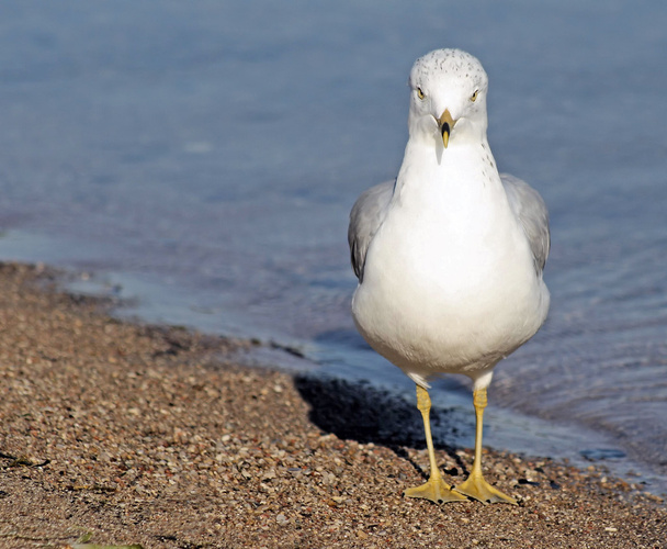 Seagull op strand - Foto, afbeelding