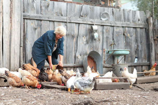 vrouw boer feeds kippen en ganzen - Foto, afbeelding
