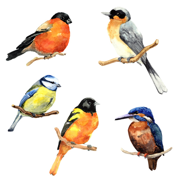 Watercolor birds set - Фото, изображение