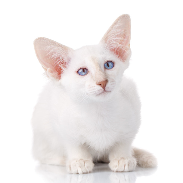 ojo azul gatito siamés, aislado en blanco
 - Foto, Imagen