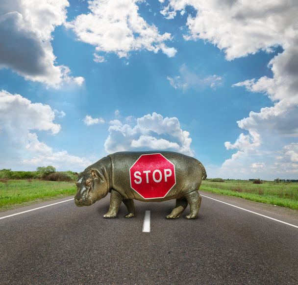 Baby Hippo, a passagem está fechada
 - Foto, Imagem