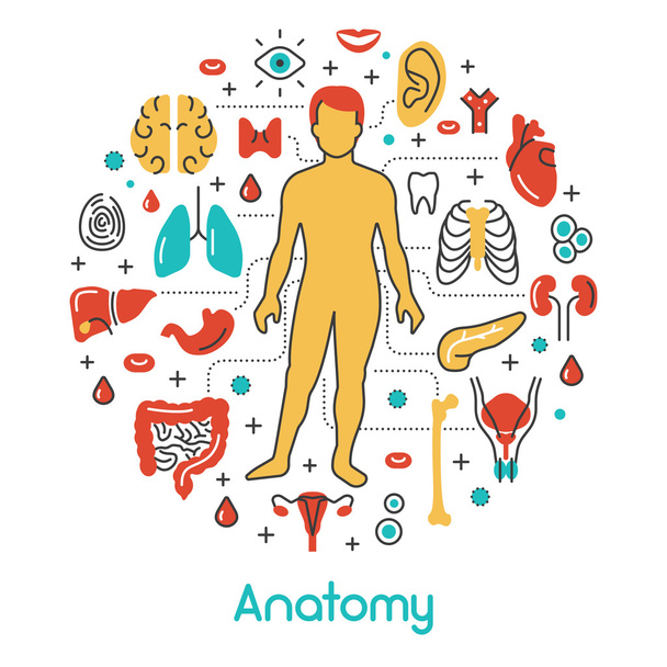 Anatomy Thin Line Vector Icons Set with Human and Internal Organs - Vector, Image