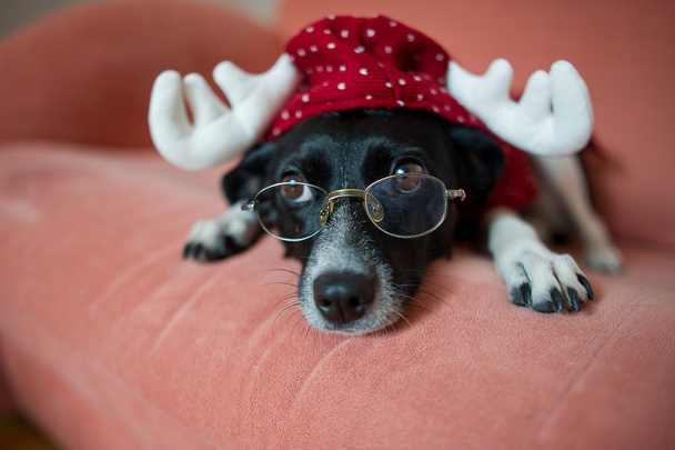 O cão preto e branco bonito no terno da rena põe-se em um sofá vermelho
 - Foto, Imagem