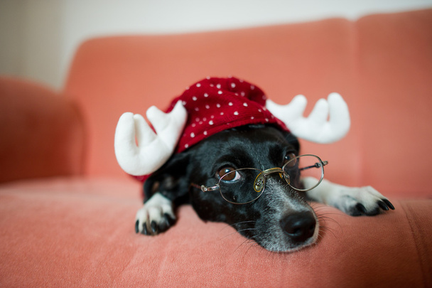 トナカイのスーツを着たかわいい白黒の犬が赤いソファに横たわっている - 写真・画像