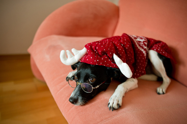 Милая черно-белая собака в костюме северного оленя лежит на красном диване
 - Фото, изображение