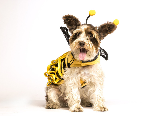 pes v kostýmu včela - Fotografie, Obrázek