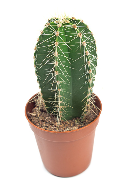 Cacti cactus plant in pot isolated on white  - Photo, Image