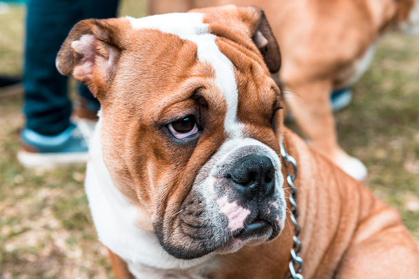 English bulldog pup - Foto, Imagen
