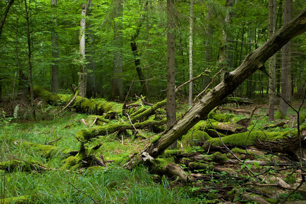 Bialowiezan metsän tuore lehtikioski kesällä
 - Valokuva, kuva