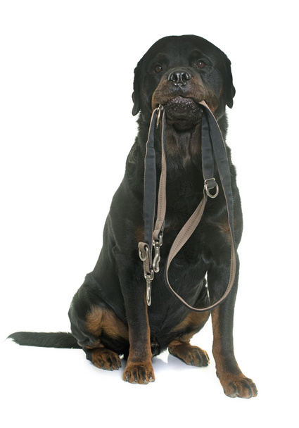 Rottweiler tartja a póráz - Fotó, kép