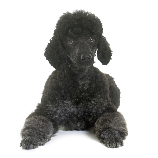 Studio siyah fino köpeği - Fotoğraf, Görsel