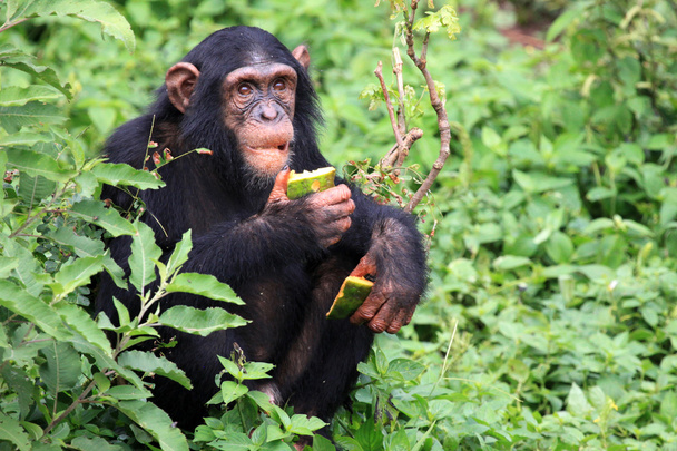 Simpanssi - Uganda
 - Valokuva, kuva