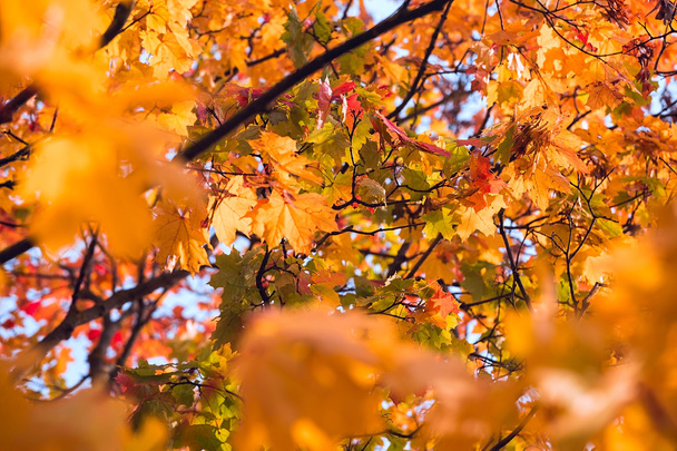 Yellow maple leaves. Beautiful autumn background - Photo, Image