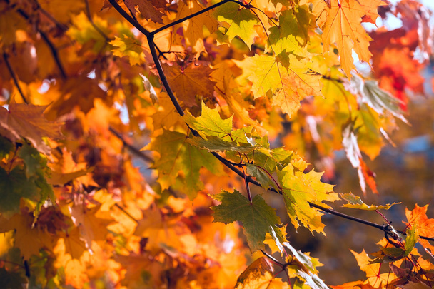Gele esdoorn bladeren. Mooie herfst achtergrond - Foto, afbeelding