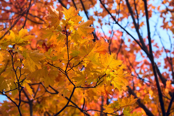 Yellow maple leaves. Beautiful autumn background - Foto, afbeelding