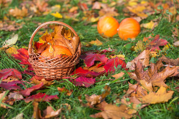 Beautiful autumn photo. Pumpkin in basket on background of autumn leaves of maple and meadow. - Photo, Image