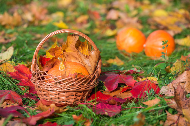 Beautiful autumn photo. Pumpkin in basket on background of autumn leaves of maple and meadow. - Photo, Image